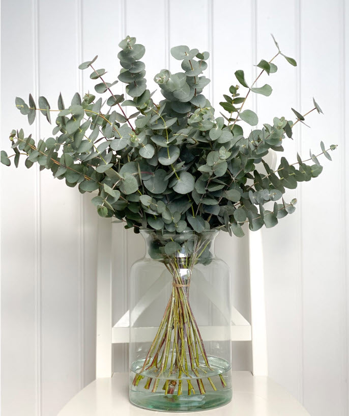 EUCALYPTUS GUMS FOLIAGE - **JUST A BUNCH** – Best Fruit at Mosman NSW