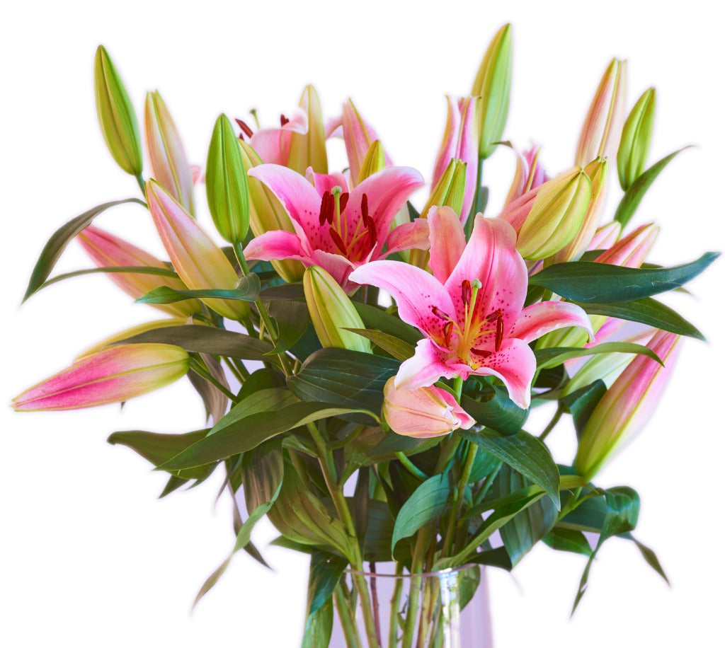 ORIENTAL LILLIES PINK